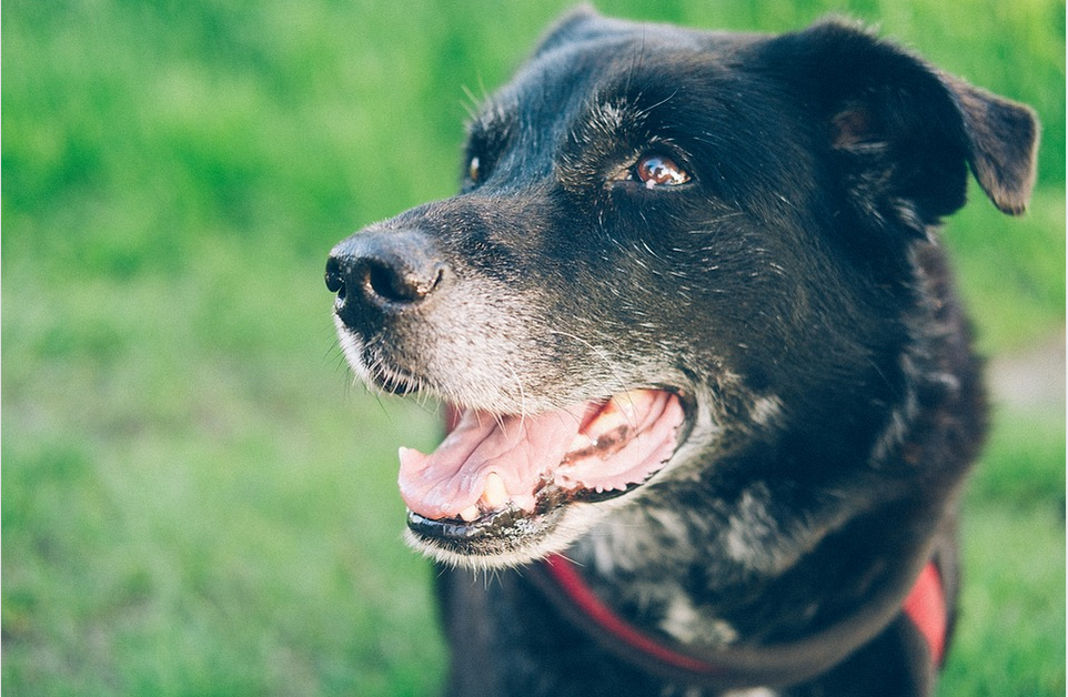 a dog